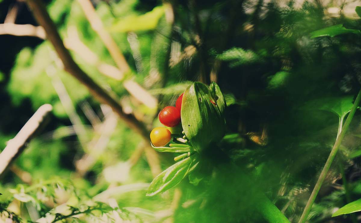 south africa closeup photo green leafed plant red